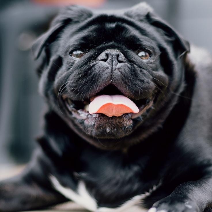 Portrait of Alex Moreno, community mentor and Italian cuisine specialist